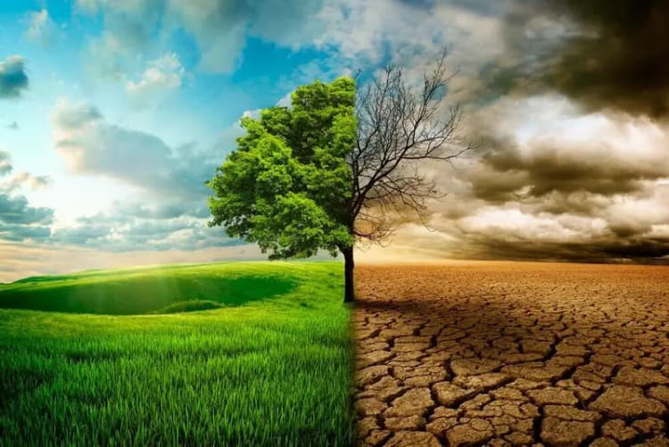 ارز ترجیحی گوشت قرمز حذف نشد