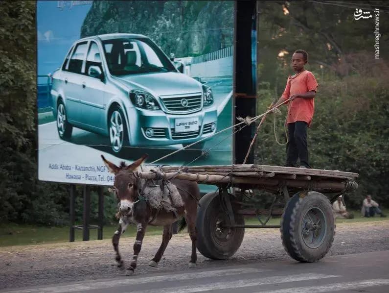 عکس/ این کشور رکوردار بیشتر خر است