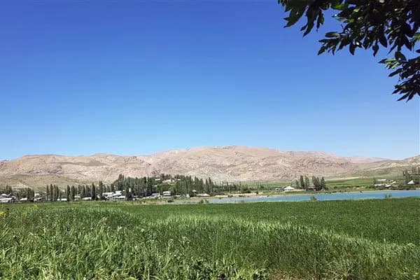 ترند