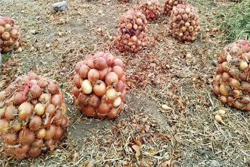آغاز خرید توافقی پیاز از کشاورزان جنوب کشور + زمان