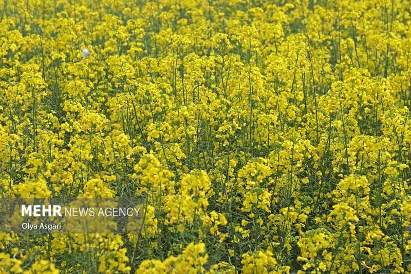 خرید ۵۴ هزارتن کلزا درگلستان؛گام بلند تعاون روستایی برای خودکفایی روغن