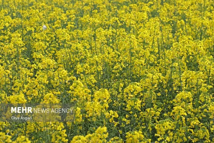 برنامه توسعه عدالت آموزشی گامی مهم برای دسترسی برابر به امکانات است