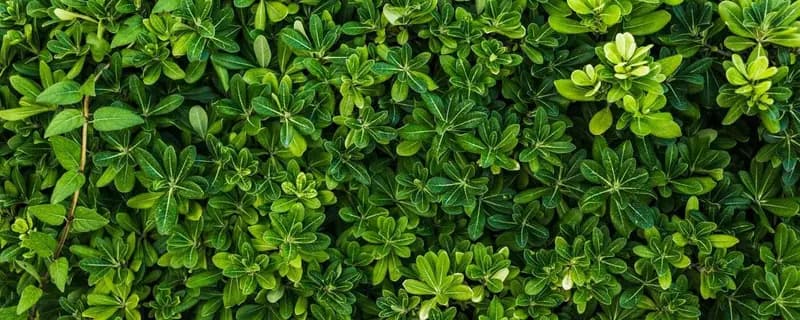 گرین وال؛ بهترین انتخاب برای دکوراسیون داخلی منزل و مغازه