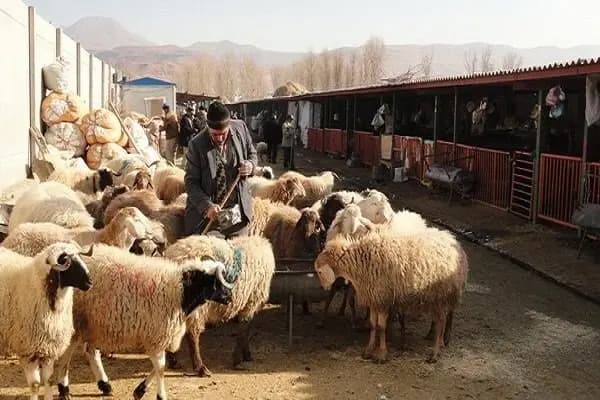 دو پسر فقیر در حال خوردن ماکارونی در خیابان های ناپل، ایتالیا، دهه ۱۸۹۰میلادی