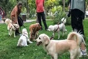 بانوان مازندران پارسال ۱۰۰ مدال ورزشی کسب کردند