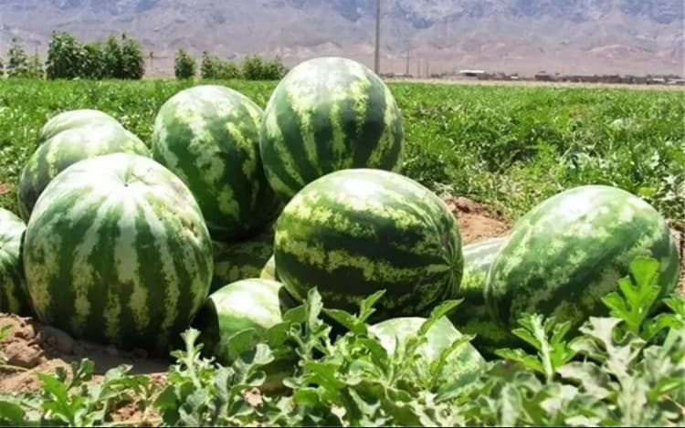کرمانی ها در سیرجان مانور زلزله برگزار می کنند