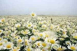 راهپیمایی «جمعه‌ خشم» در کردستان برگزار می‌شود